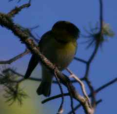 Setophaga townsendi × occidentalis