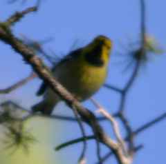 Setophaga townsendi × occidentalis