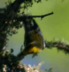 Setophaga townsendi × occidentalis