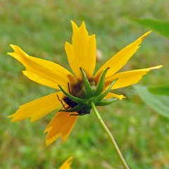 Coreopsis pubescens