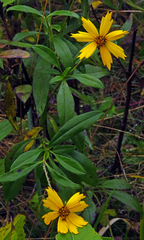 Coreopsis pubescens