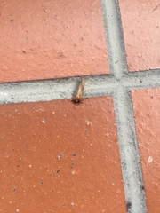 Lepidoptera