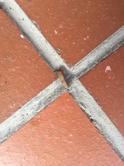 Lepidoptera