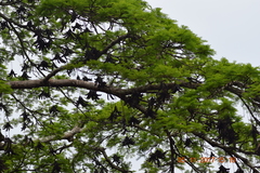 Parkia pendula