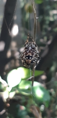 Araneidae