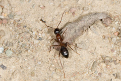 Camponotus semitestaceus