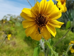 Ochraethes sulphurifer