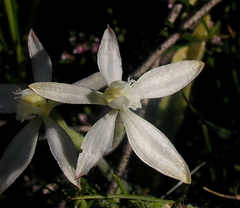 Caladenia marginata