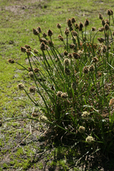 Carex vernacula