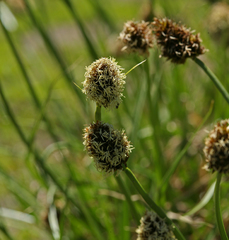 Carex vernacula