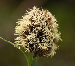 Carex vernacula