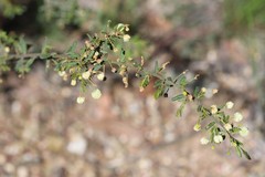 Acacia aspera