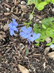 Plumbago auriculata