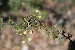 Acacia aspera
