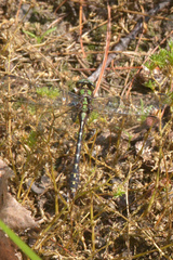 Ophiogomphus colubrinus