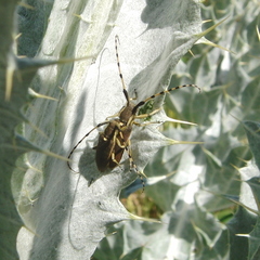 Agapanthia annularis