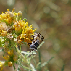 Copestylum fornax