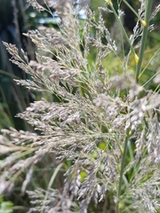Muhlenbergia robusta