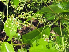 Cinnamomum glanduliferum
