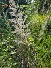 Muhlenbergia robusta