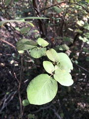 Styrax redivivus