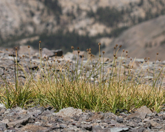 Carex vernacula