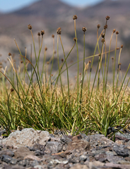 Carex vernacula