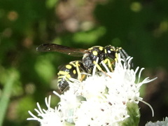 Stenodynerus anormis