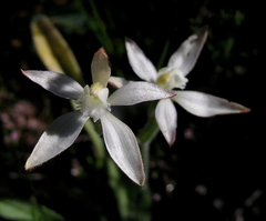 Caladenia marginata