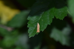 Mesophleps adustipennis