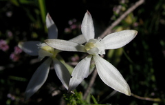 Caladenia marginata