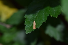 Mesophleps adustipennis