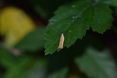 Mesophleps adustipennis