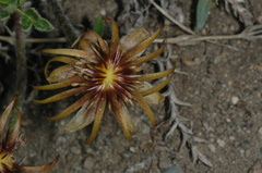 Hamadryas delfinii