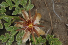 Hamadryas delfinii