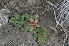 Hamadryas delfinii