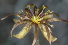 Hamadryas delfinii