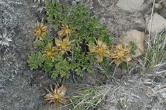 Hamadryas delfinii