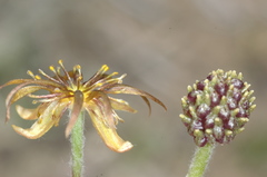 Hamadryas delfinii