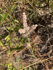 Polygonella robusta
