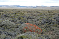 Anarthrophyllum desideratum