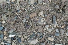 Alstroemeria patagonica