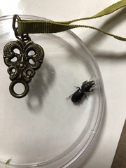 Scarites subterraneus
