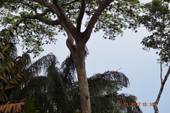 Parkia pendula