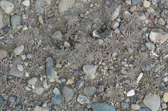 Alstroemeria patagonica