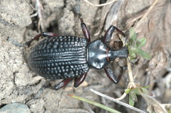Cylydrorhinus