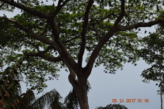 Parkia pendula