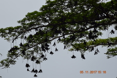 Parkia pendula