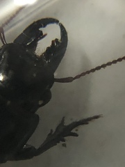 Scarites subterraneus