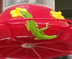 Anolis carolinensis